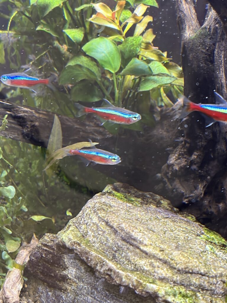 群れで泳ぐネオンテトラ
