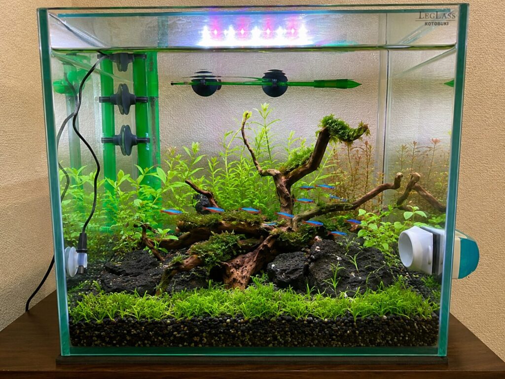 水草と流木をレイアウトした30cmキューブ水槽