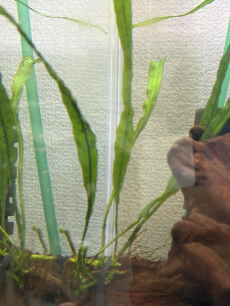 水槽内で育成中のミクロソリウム