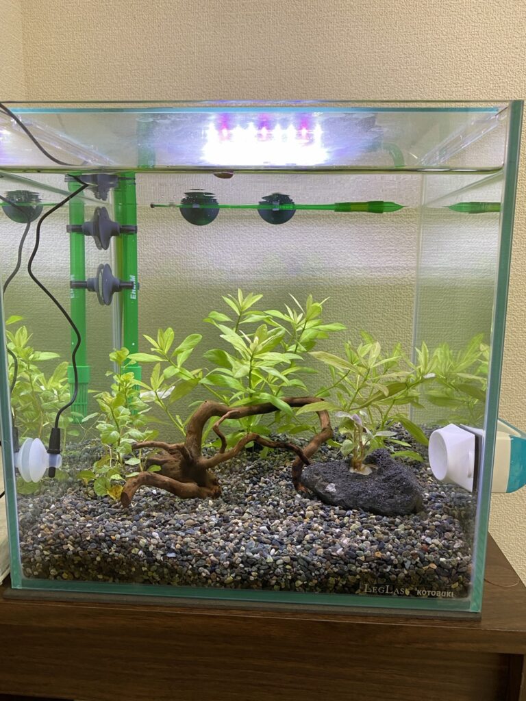 立ち上げ直後の30cmキューブ熱帯魚水槽