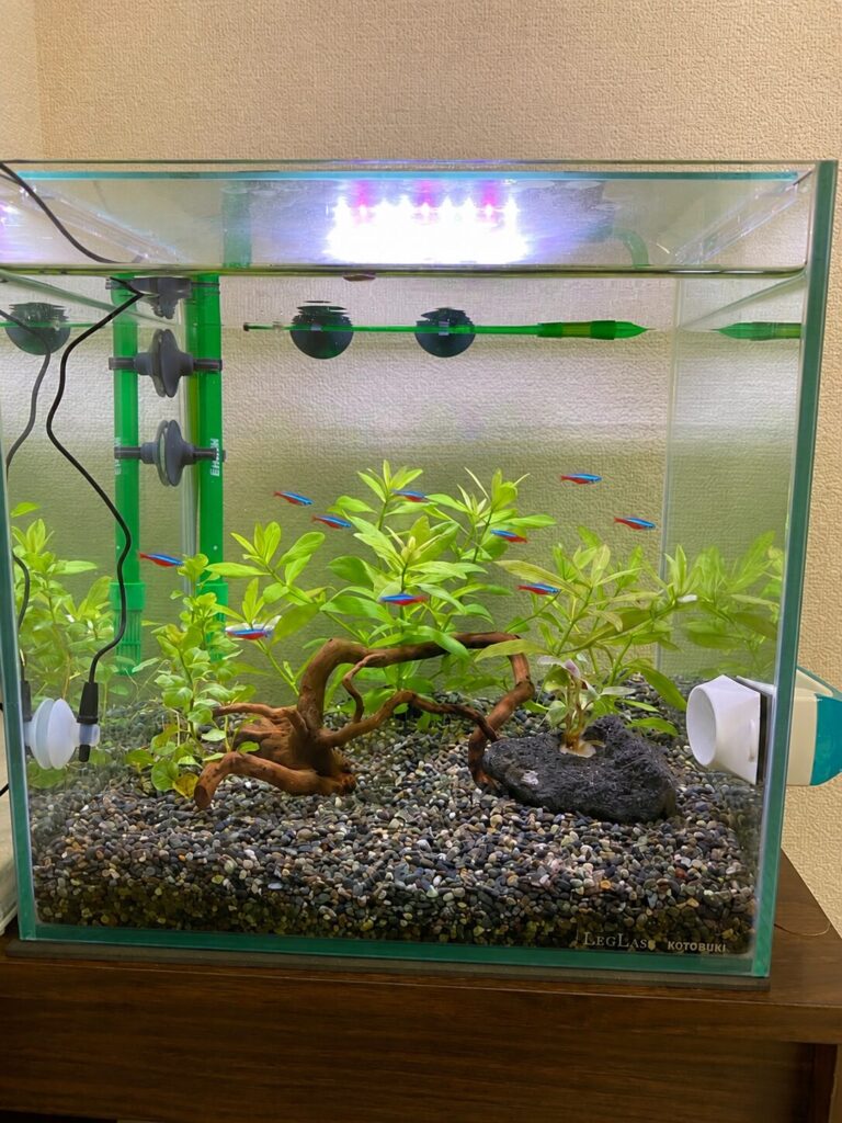 ネオンテトラを導入した30cmキューブ水槽