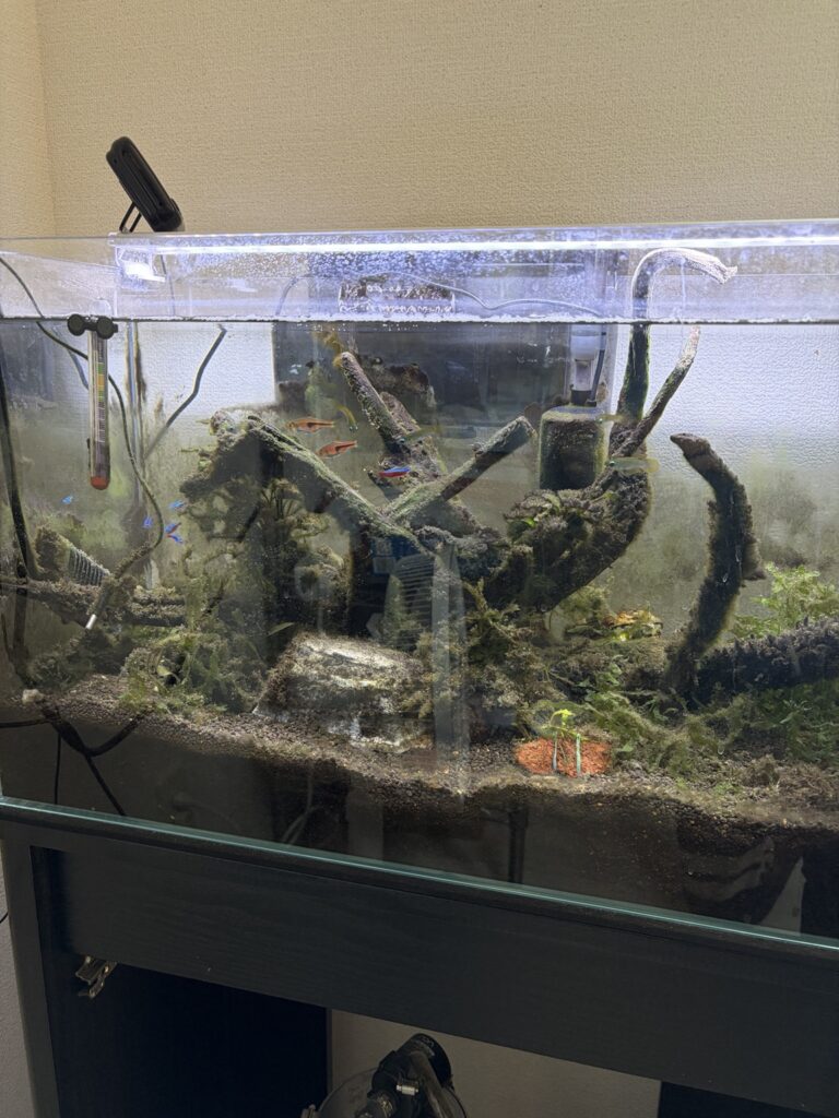 コケだらけになってしまった水槽の様子