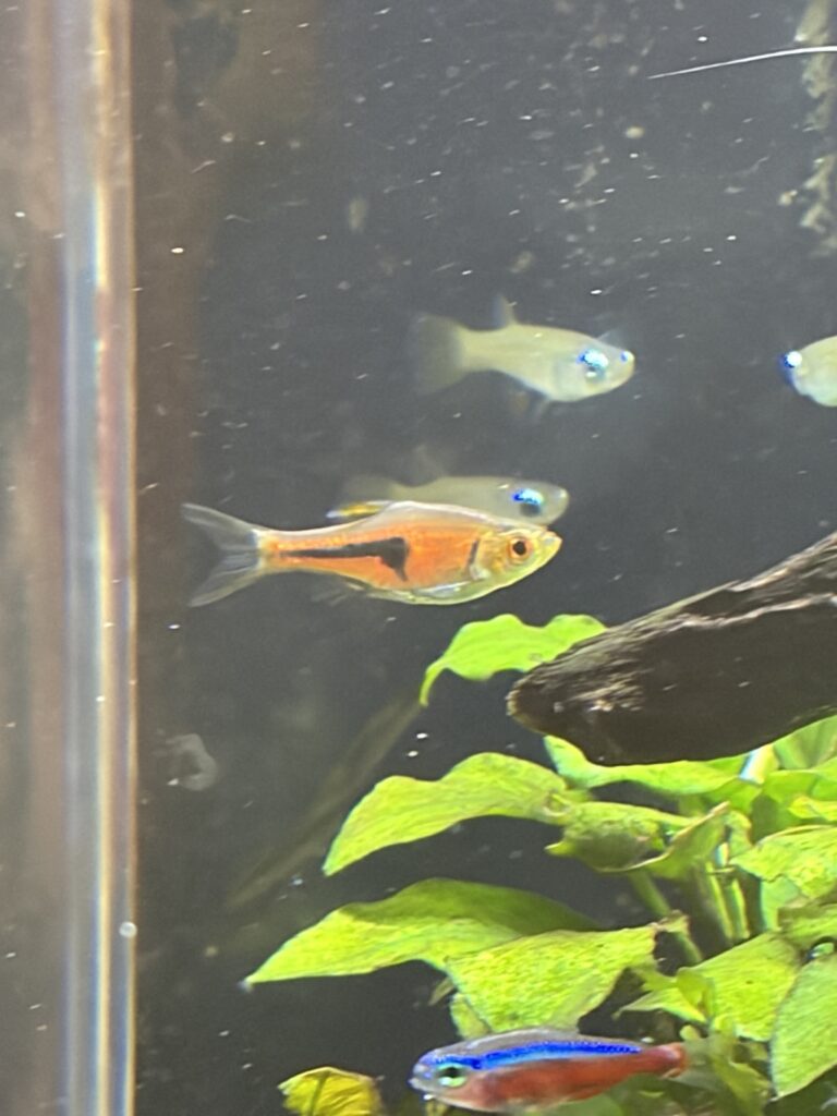 水草と混泳するラスボラの様子