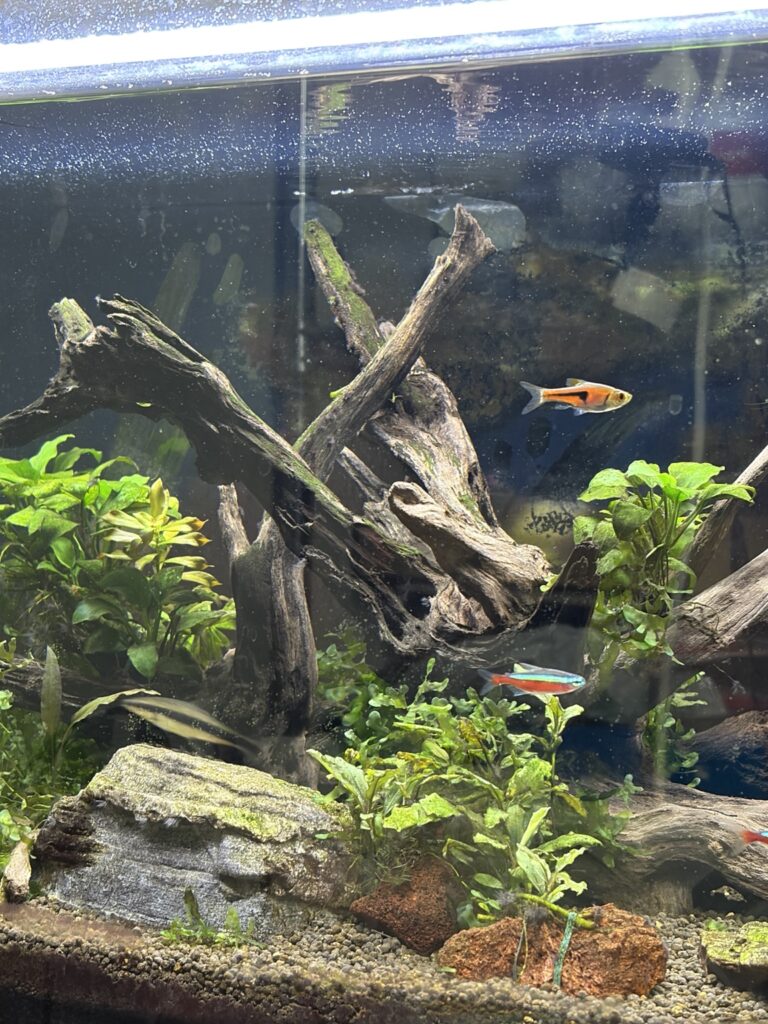 流木メインのメイン水槽（60cm）