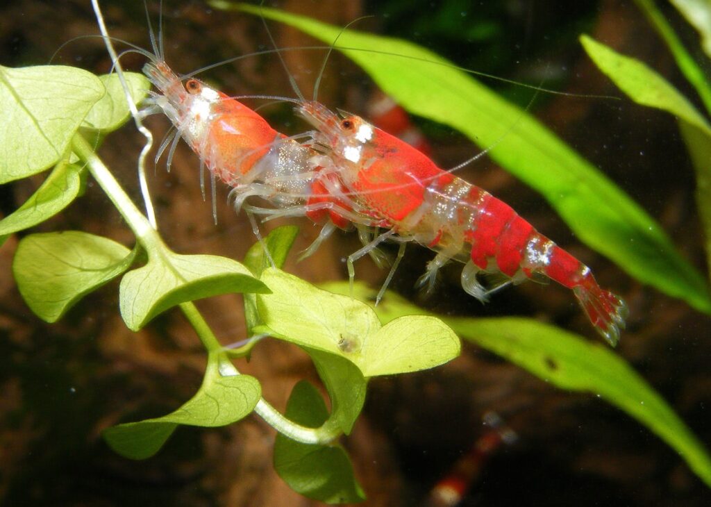 水草の上で休むチェリーシュリンプ
