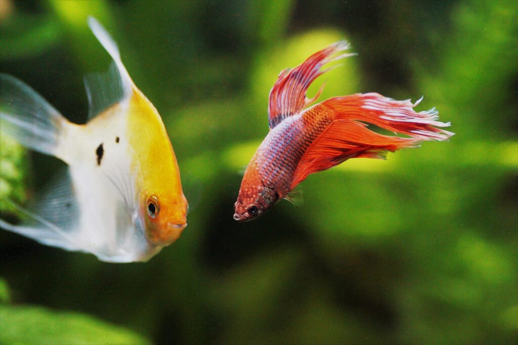縄張り意識の強い熱帯魚の混泳