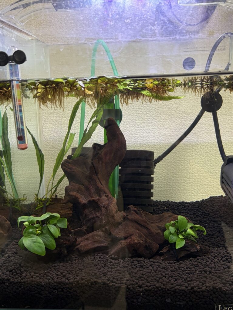 30cmキューブ水槽のレイアウト全景