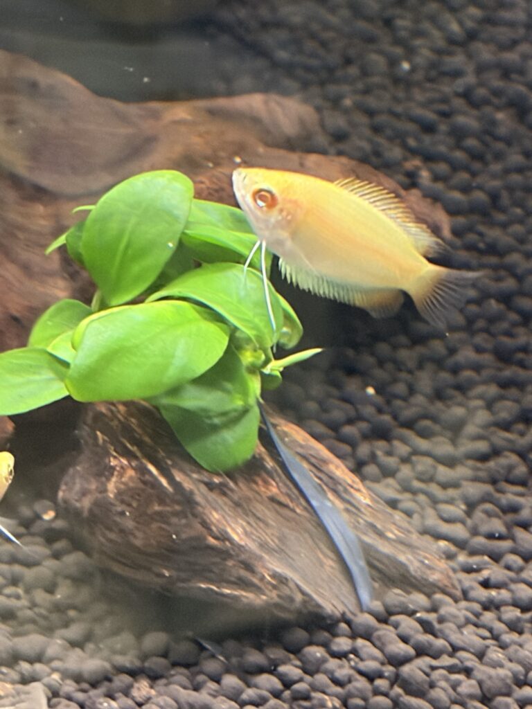 水草の近くでくつろぐゴールデンハニードワーフグラミー