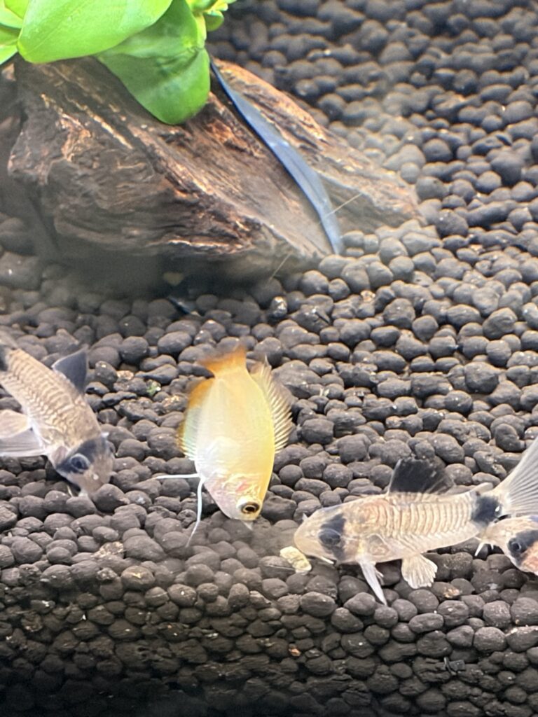 餌を探して底砂を探索するコリドラスパンダ