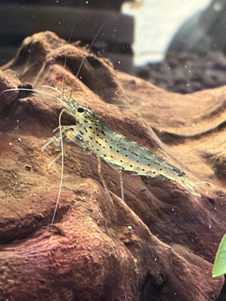 流木で一休みするヤマトヌマエビ