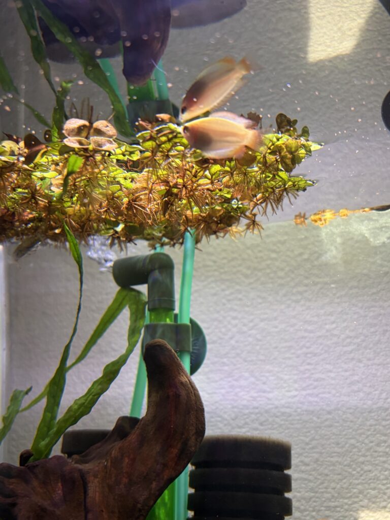 水草の近くで泳ぐゴールデンハニードワーフグラミー