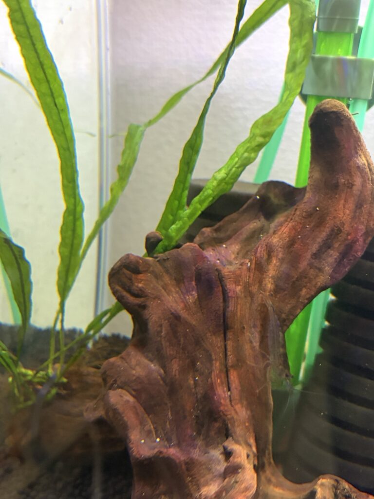 ミクロソリウム