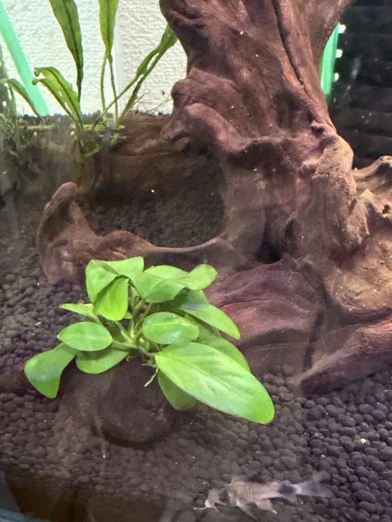 アヌビアスナナ