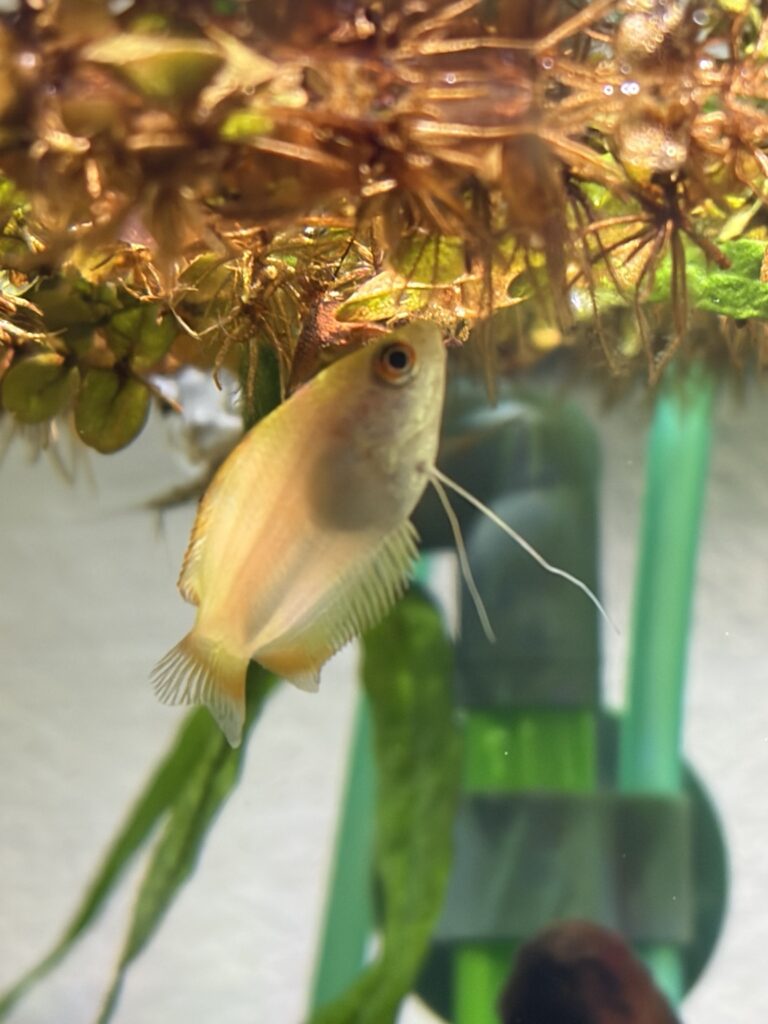 浮草の下を泳ぐゴールデンハニードワーフグラミー