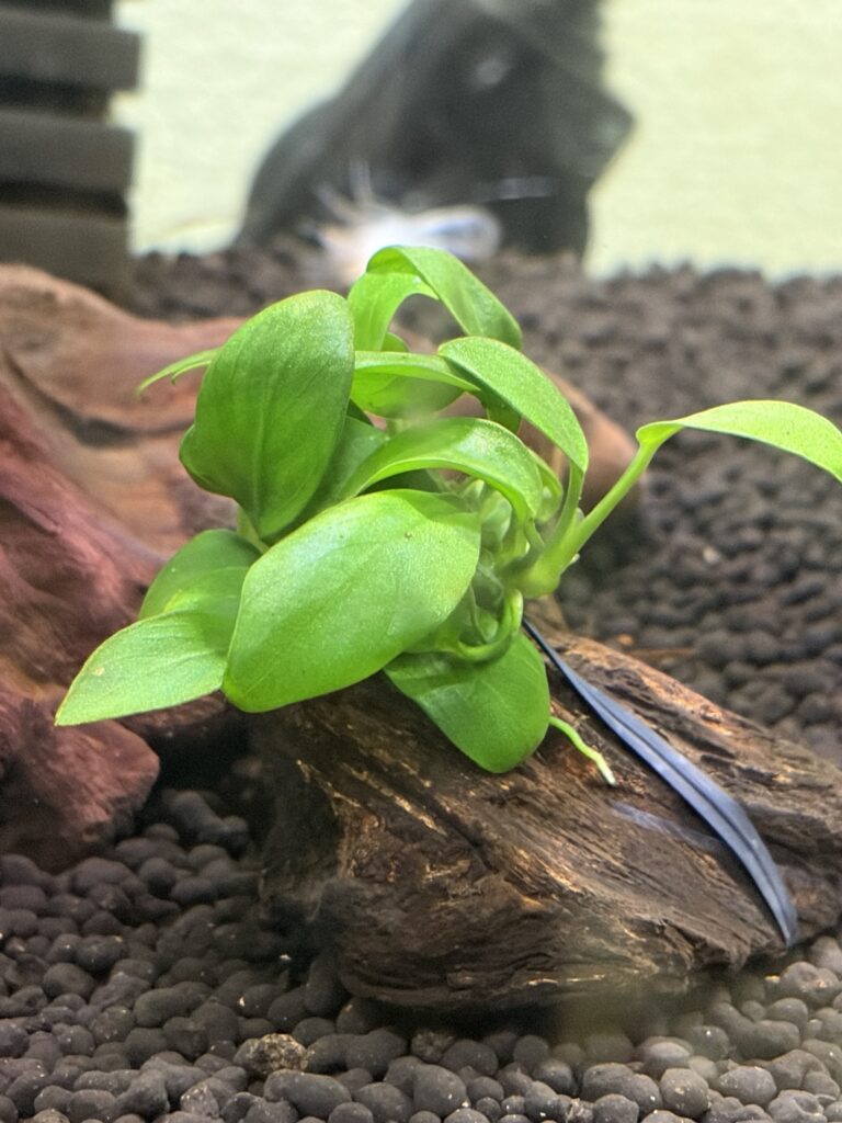新芽が出てきたアヌビアスナナ