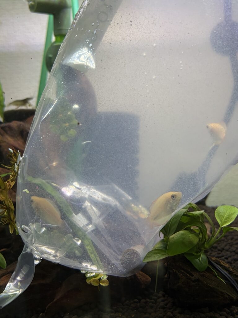 水温合わせ中のグラミー君