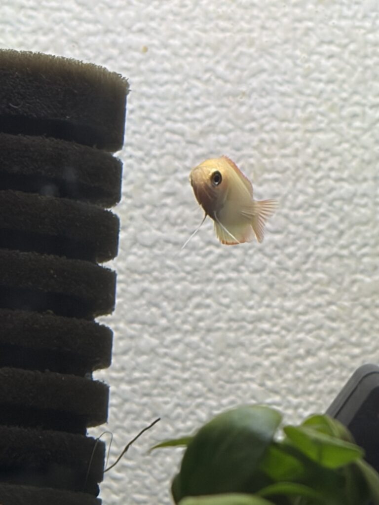 真正面を向いているグラミー