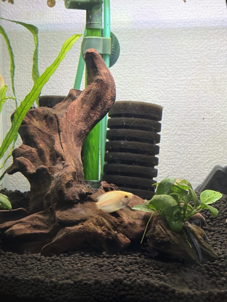 放流直後の水槽全体