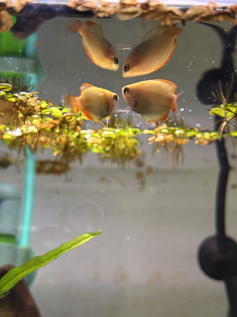 グラミーが水面付近に集まっている写真