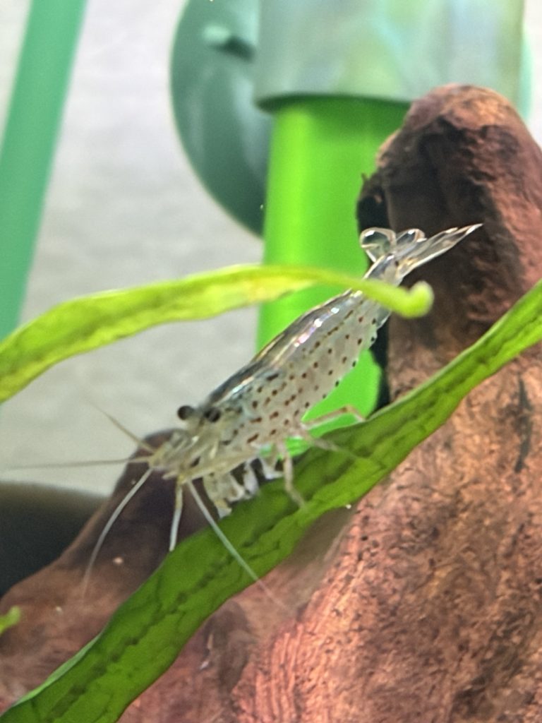 水草に乗っかるヤマトヌマエビ