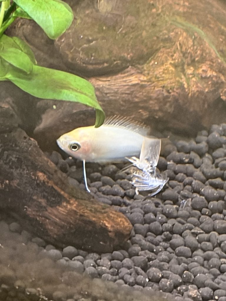 白っぽいグラミー