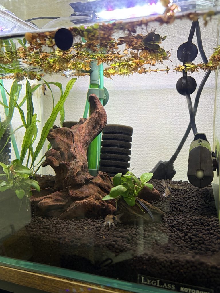 浮草が水面をたくさん覆っていた頃の写真