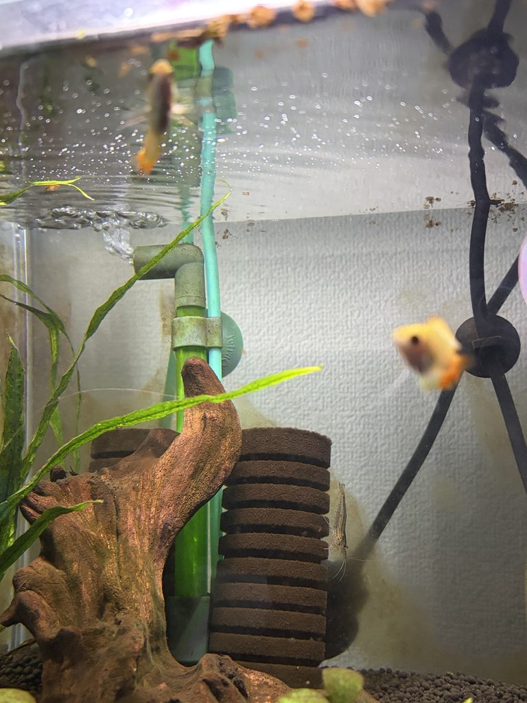 浮草が減った今の水槽の写真