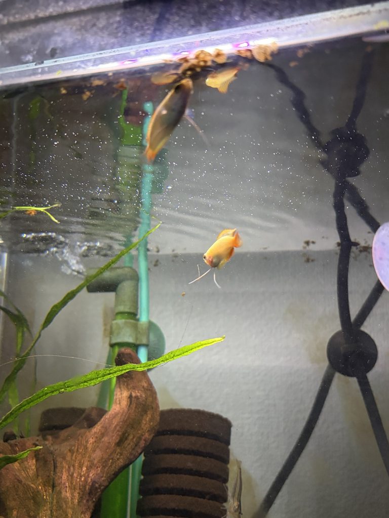餌食いも良いグラミー